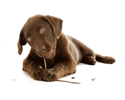 iStock_000009608996Large