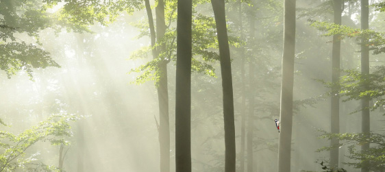 AE_wald